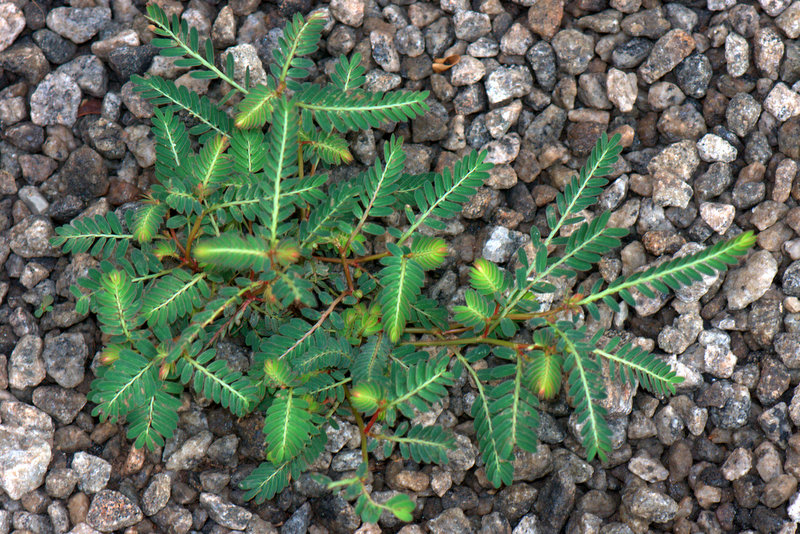 Phyllanthus urinaria